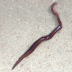 Geoplanidae
