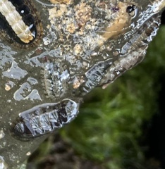 Ischnochiton smaragdinus