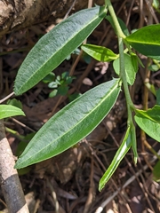 Eremophila debilis