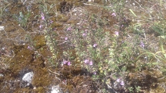 Teucrium botrys