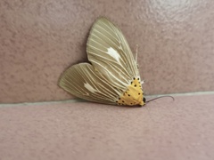 Asota plaginota