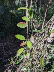 Vincetoxicum carnosum