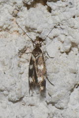 Scythris scopolella