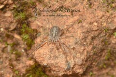 Oligolophinae