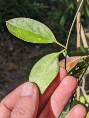 Vincetoxicum carnosum