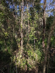 Vincetoxicum carnosum