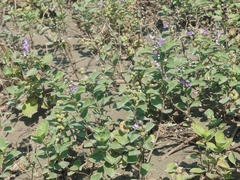 Vitex rotundifolia