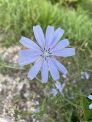 Cichorium