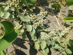 Vitex rotundifolia