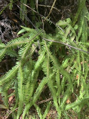 Sticherus owhyhensis