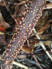Nectria cinnabarina