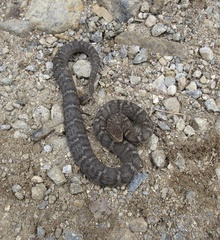 Gloydius ussuriensis