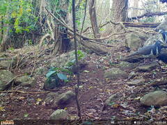 Leucosarcia melanoleuca