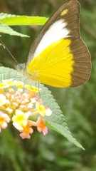 Appias lyncida