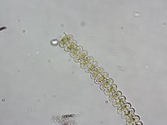 Onychonema filiforme