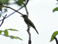 Empidonax traillii