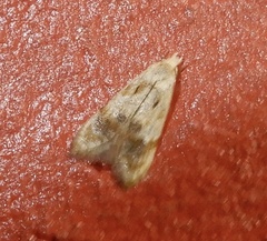 Cochylini