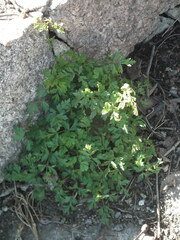 Ligusticum jeholense