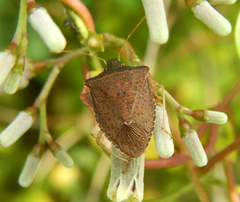 Euschistus obscurus