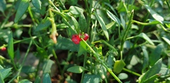 Chenopodium nutans nutans
