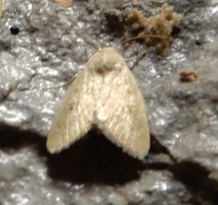Agrotis vetusta