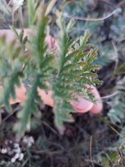 Tanacetum corymbosum