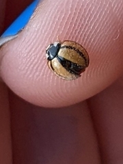 Cheilomenes propinqua