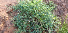 Chenopodium nutans nutans