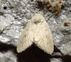 Agrotis vetusta