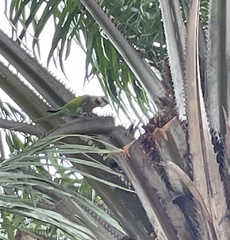 Psittacula alexandri