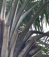 Psittacula alexandri