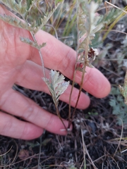 Tanacetum corymbosum