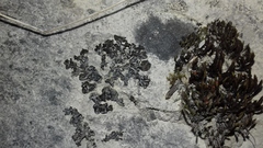 Lathagrium fuscovirens