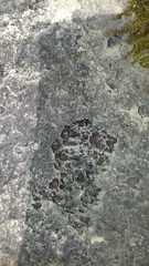 Lathagrium fuscovirens