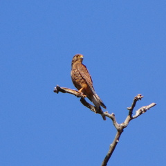 Falco moluccensis