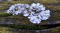 Parmelina tiliacea
