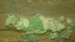 Pertusaria aspergilla