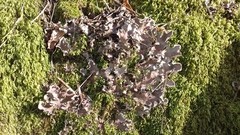 Peltigera praetextata