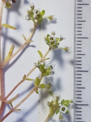 Crassula natans minus