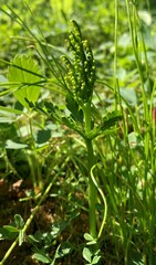Botrychium lanceolatum