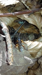 Protichneumon pisorius