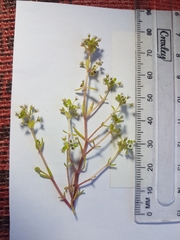 Crassula natans minus