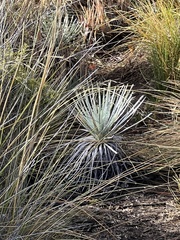 Argyroxiphium kauense