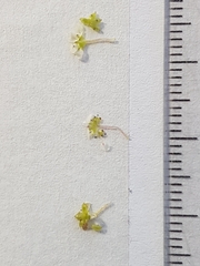 Crassula natans minus