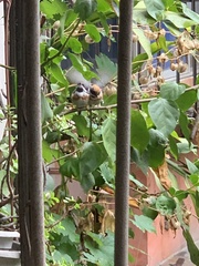 Aegithalos concinnus