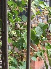 Aegithalos concinnus