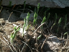 Polygonatum odoratum