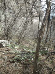 Anemonoides raddeana