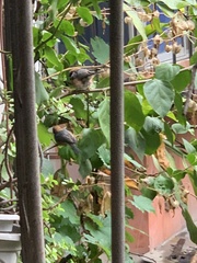 Aegithalos concinnus