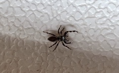 Metaphidippus chera